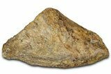 Dinosaur (Triceratops) Frill Shield Section - Montana #347957-1